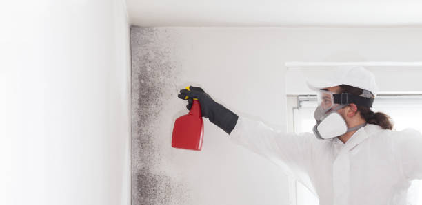 Mold Removal and Inspection in Atherton, CA