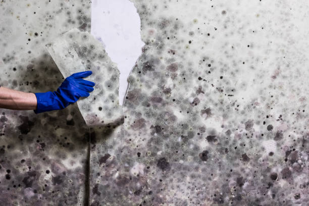 Best Office Mold Removal Services  in Atherton, CA