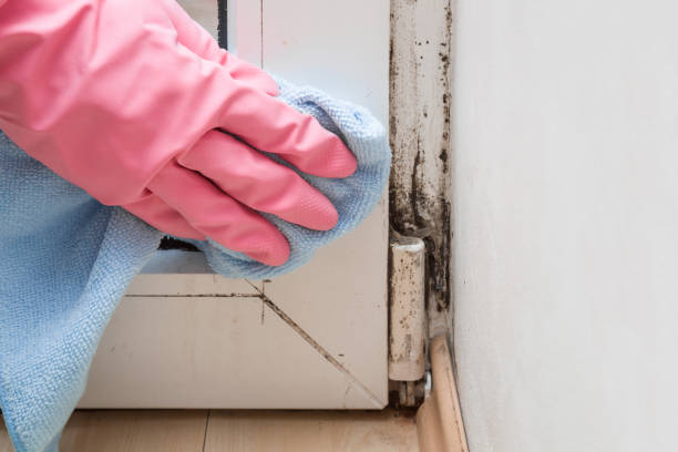 Reliable Atherton, CA Mold Removal Solutions